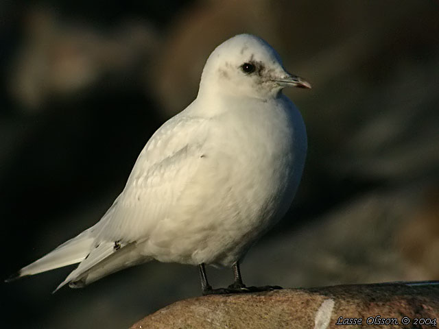 ISMS / IVORY GULL (Pagophila eburnea)