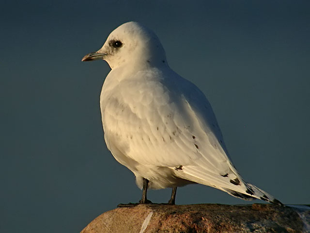 ISMS / IVORY GULL (Pagophila eburnea)