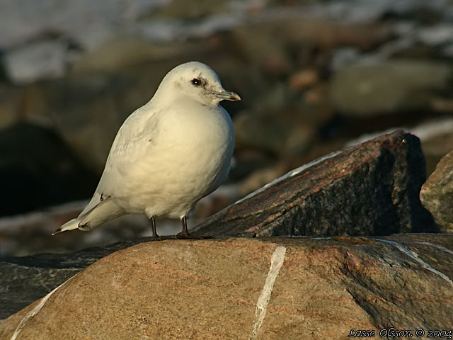 ISMS / IVORY GULL (Pagophila eburnea) - stor bild / full size