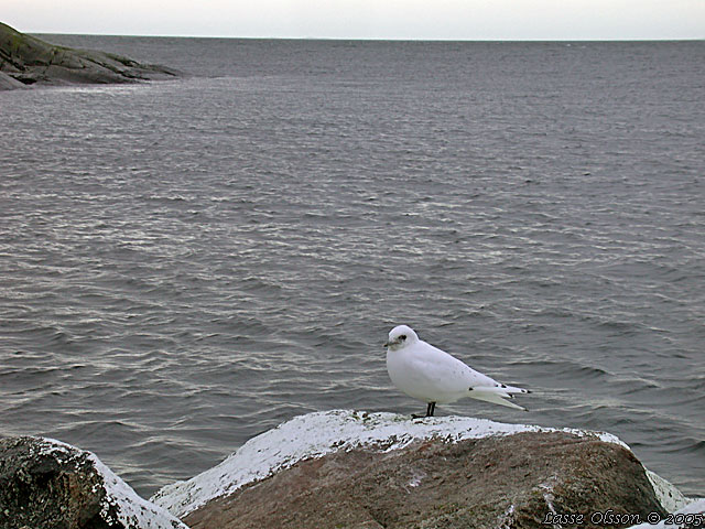 ISMS / IVORY GULL (Pagophila eburnea)