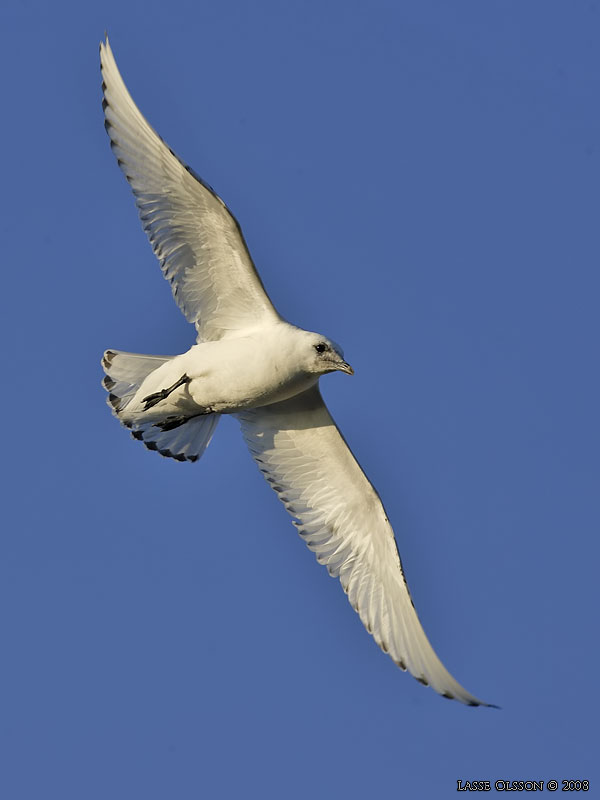 ISMS / IVORY GULL (Pagophila eburnea) - Stng / Close