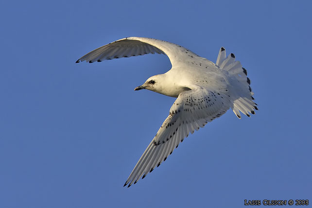 ISMS / IVORY GULL (Pagophila eburnea) - stor bild / full size