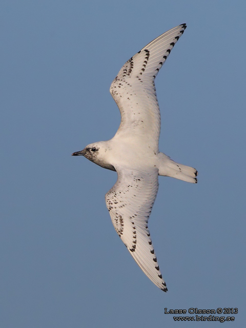 ISMÅS / IVORY GULL (Pagophila eburnea) - stor bild / full size