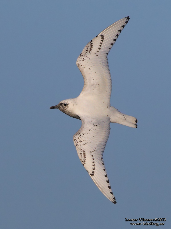 ISMS / IVORY GULL (Pagophila eburnea) - Stng / Close