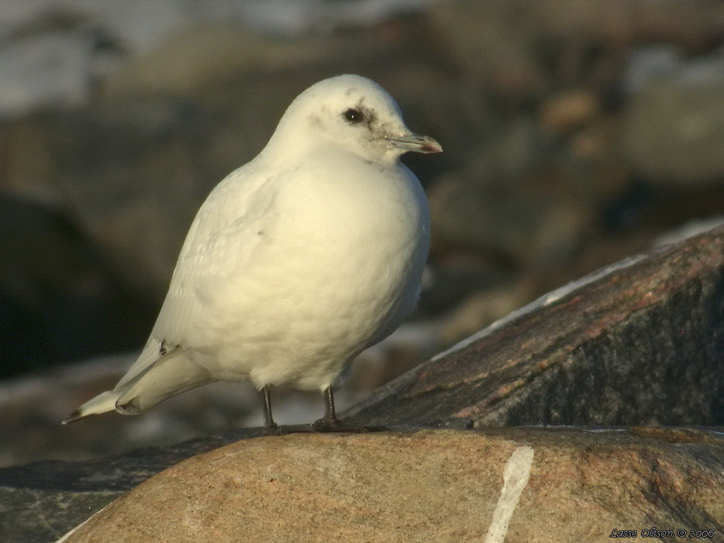 ISMS / IVORY GULL (Pagophila eburnea) - Stng / Close