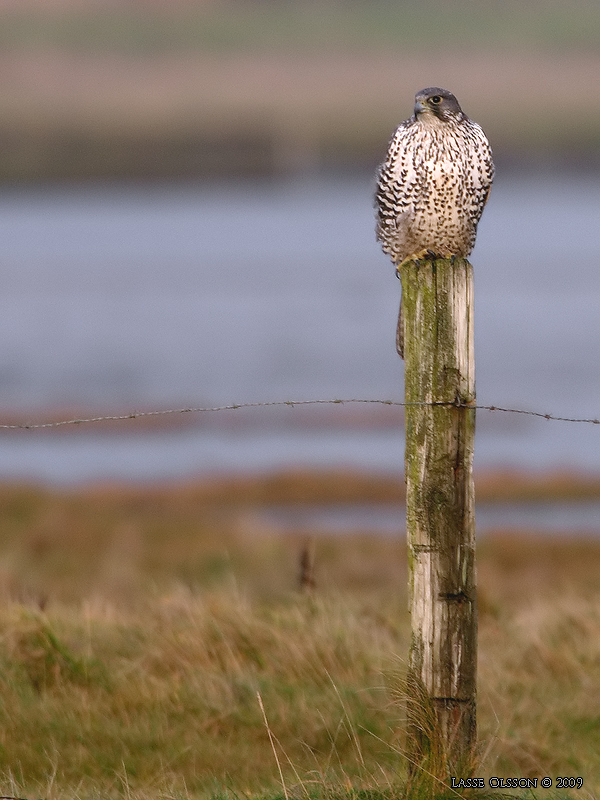 JAKTFALK / GYRFALCON (Falco rusticolus) - Stng / Close