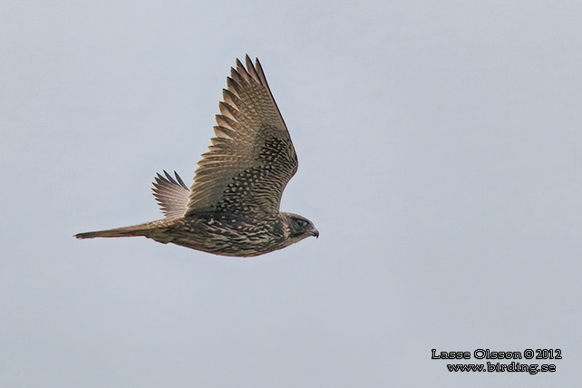 JAKTFALK / GYRFALCON (Falco rusticolus) - stor bild / full size