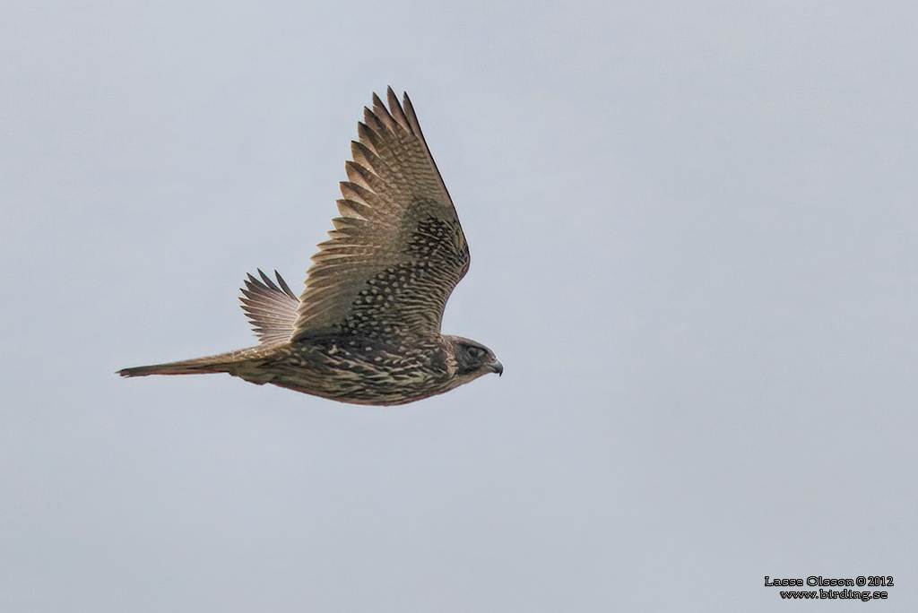 JAKTFALK / GYRFALCON (Falco rusticolus) - Stng / Close