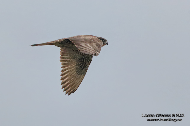 JAKTFALK / GYRFALCON (Falco rusticolus) - stor bild / full size