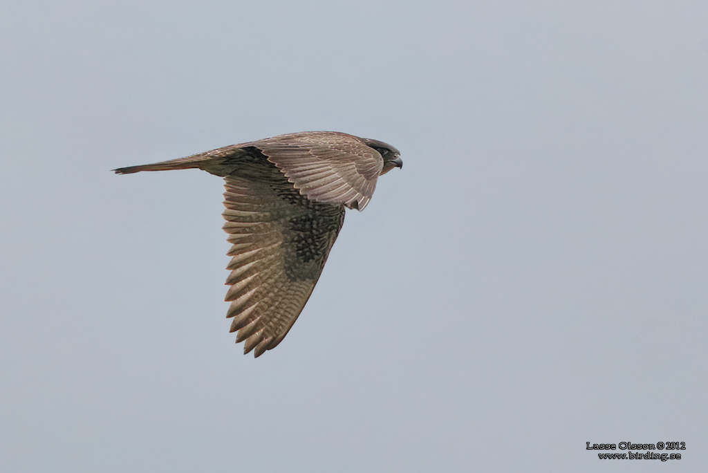 JAKTFALK / GYRFALCON (Falco rusticolus) - Stng / Close