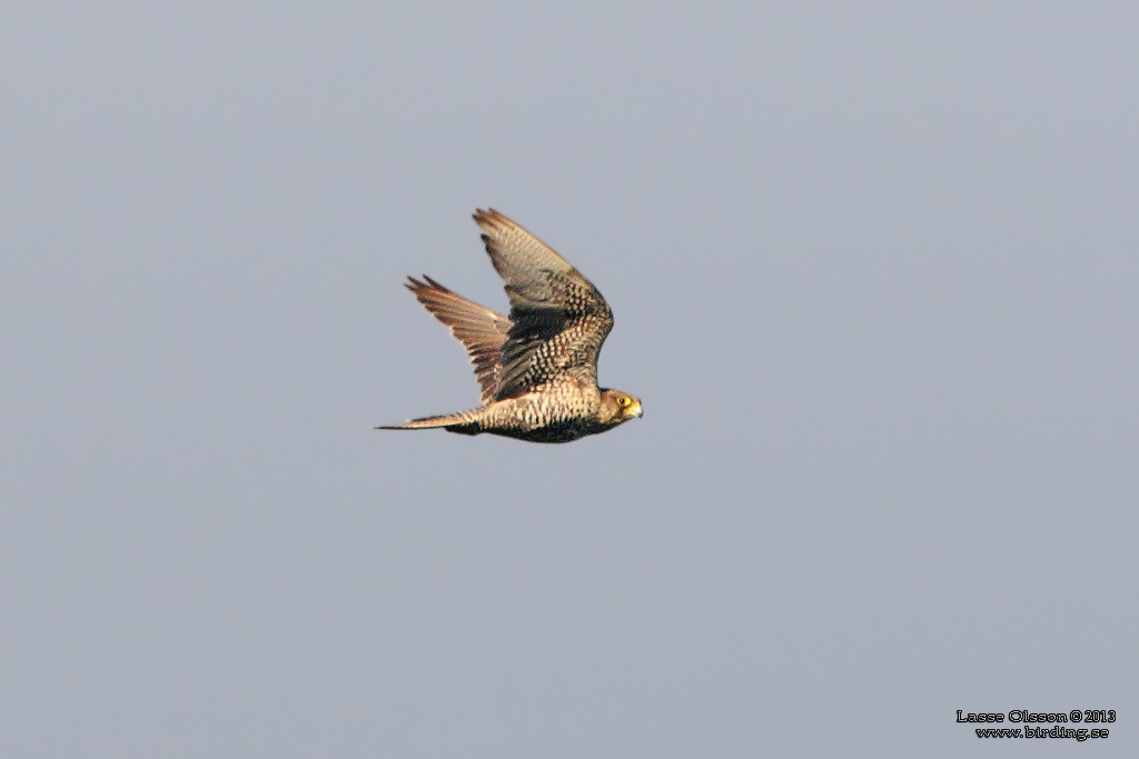 JAKTFALK / GYRFALCON (Falco rusticolus) - Stng / Close