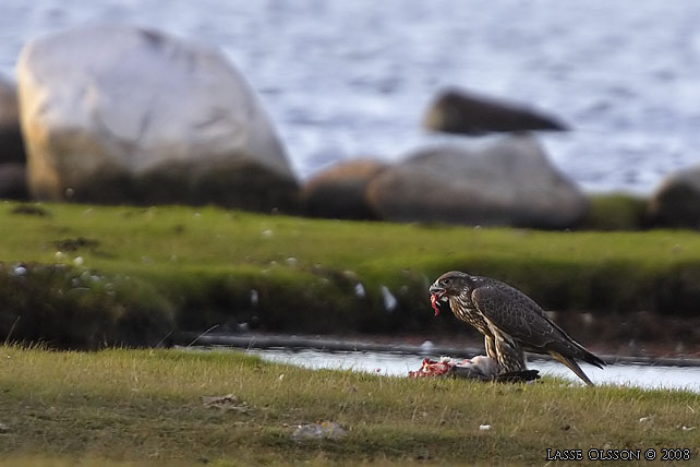 JAKTFALK / GYRFALCON (Falco rusticolus) - stor bild / full size