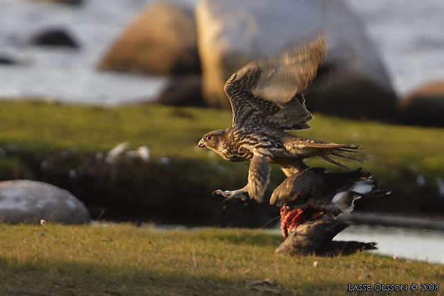 JAKTFALK / GYRFALCON (Falco rusticolus) - stor bild / full size