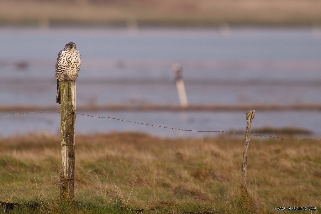 JAKTFALK / GYRFALCON (Falco rusticolus) - Stng / Close