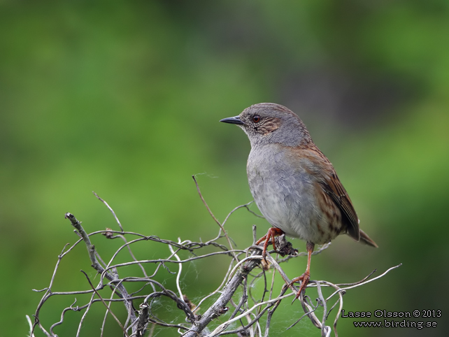 JÄRNSPARV / DUNNOCK (Prunella modularis) - stor bild / full size