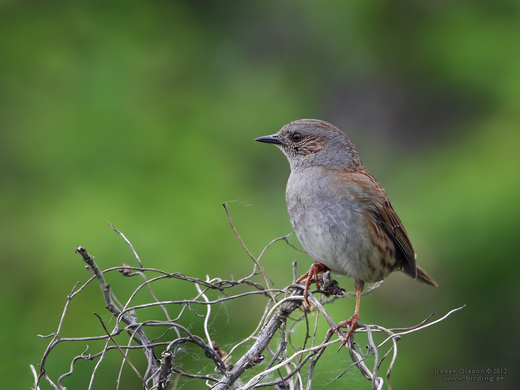 JRNSPARV / DUNNOCK (Prunella modularis) - Stng / Close