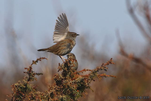 JRNSPARV / DUNNOCK (Prunella modularis) - stor bild / full size