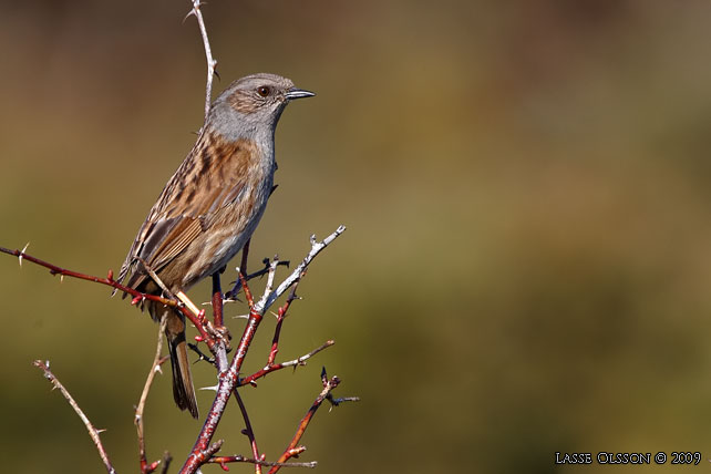 JRNSPARV / DUNNOCK (Prunella modularis) - stor bild / full size