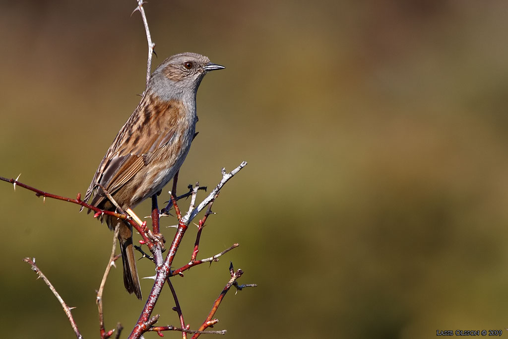 JRNSPARV / DUNNOCK (Prunella modularis) - Stng / Close