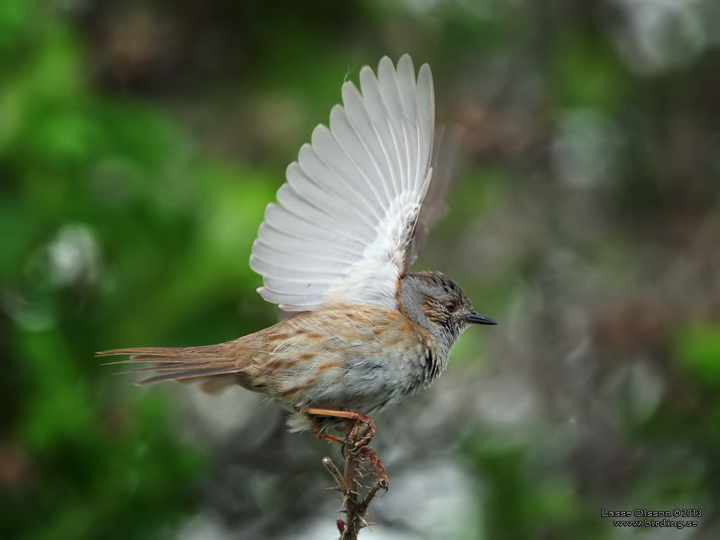 JRNSPARV / DUNNOCK (Prunella modularis) - Stng / Close