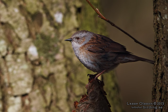 JÄRNSPARV / DUNNOCK (Prunella modularis) - stor bild / full size