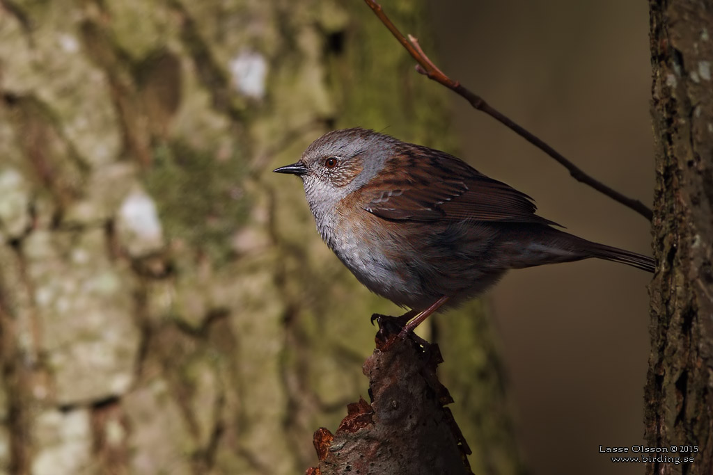 JRNSPARV / DUNNOCK (Prunella modularis) - Stng / Close