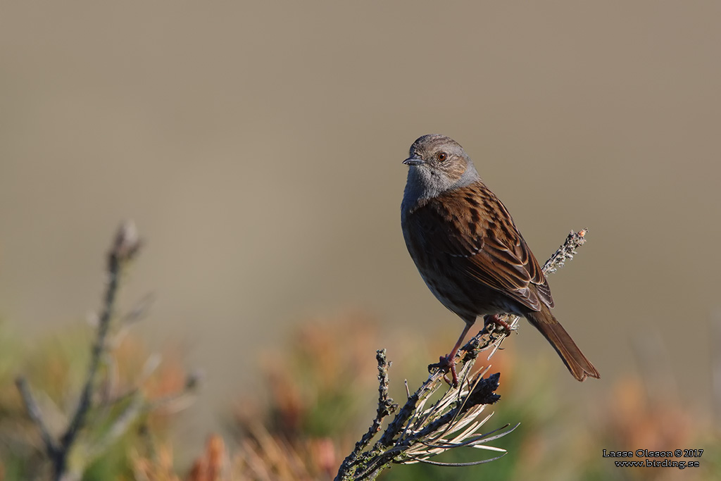 JRNSPARV / DUNNOCK (Prunella modularis) - Stng / Close