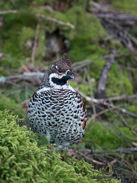 JÄRPE / HAZEL GROUSE (Tetrastes bonasia) - stor bild/ full size