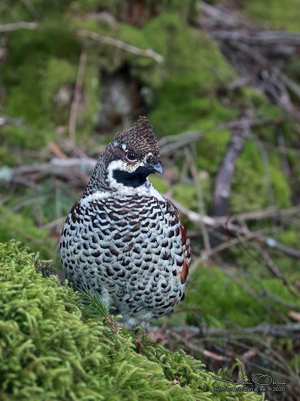 JRPE / HAZEL GROUSE (Tetrastes bonasia) - Stng / Close