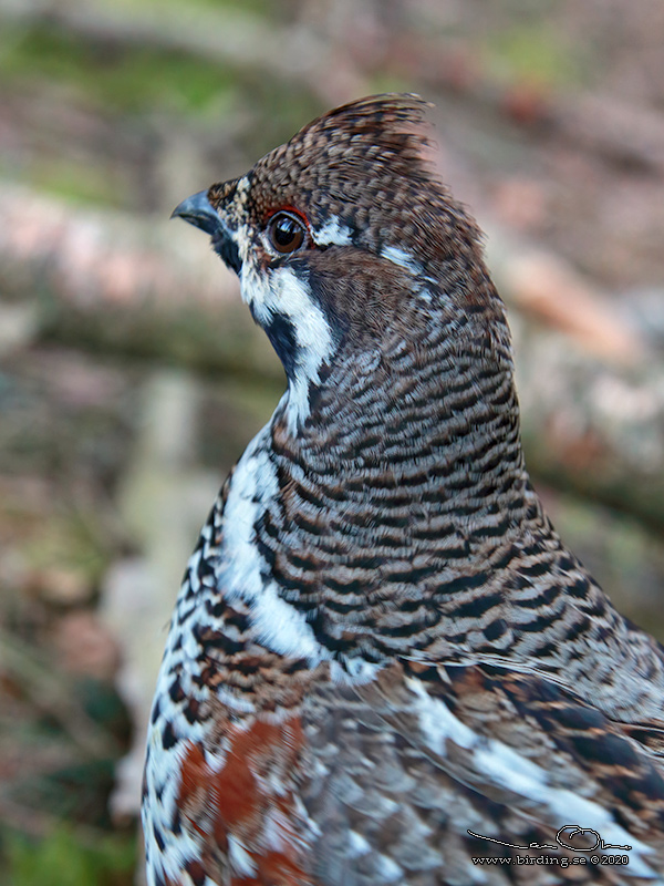 JRPE / HAZEL GROUSE (Tetrastes bonasia) - Stng / Close