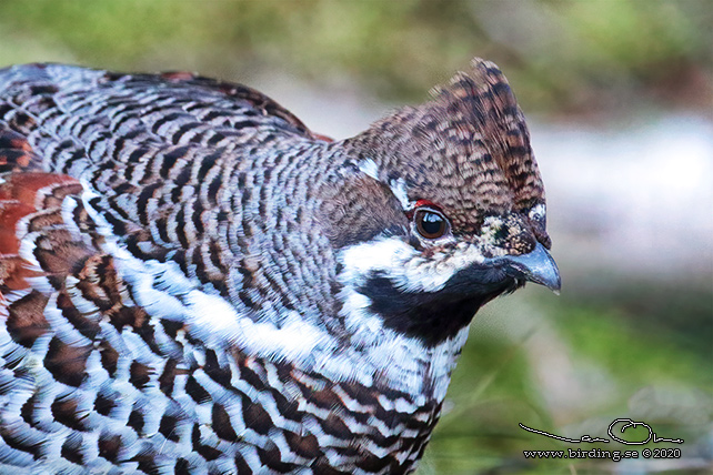 JÄRPE / HAZEL GROUSE (Tetrastes bonasia) - stor bild/ full size