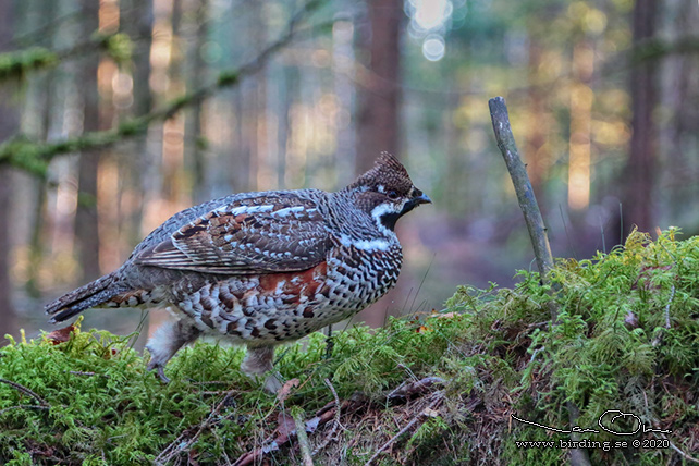 JRPE / HAZEL GROUSE (Tetrastes bonasia) - stor bild/ full size