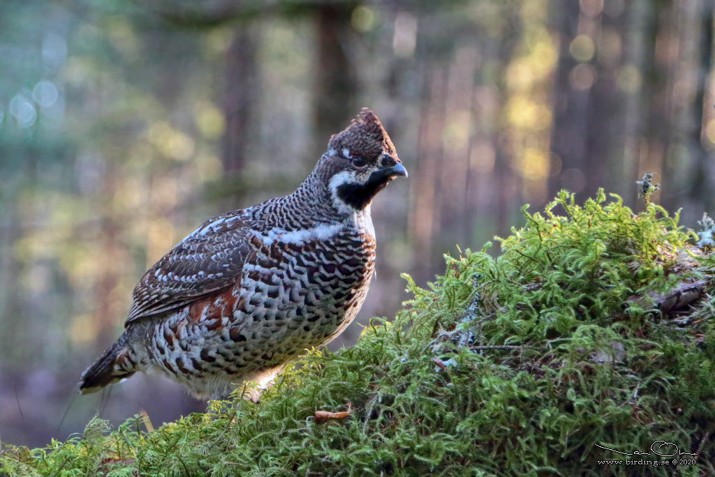 JRPE / HAZEL GROUSE (Tetrastes bonasia) - Stng / Close