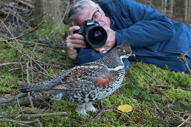 JRPE / HAZEL GROUSE (Tetrastes bonasia) - stor bild/ full size