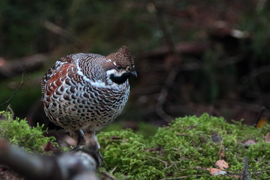 JRPE / HAZEL GROUSE (Tetrastes bonasia) - Stng / Close