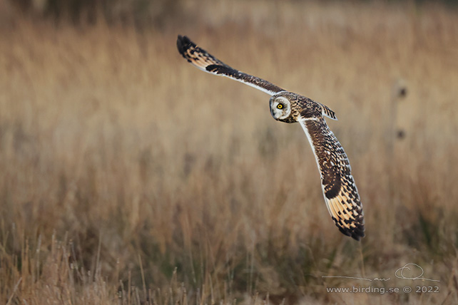 JORDUGGLA / SHORT-EARED OWL (Asio flammeus) - stor bild / full size