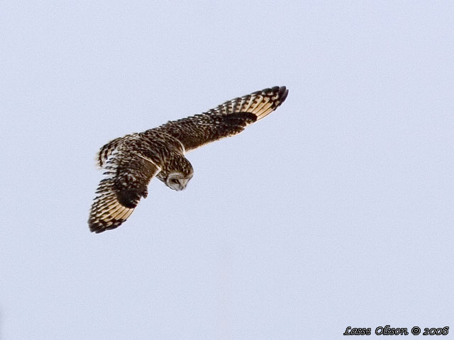 JORDUGGLA / SHORT-EARED OWL (Asio flammeus)