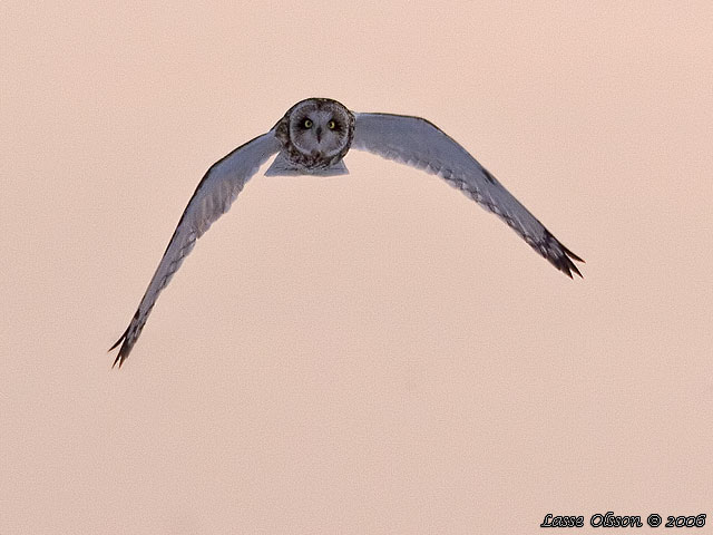 JORDUGGLA / SHORT-EARED OWL (Asio flammeus)