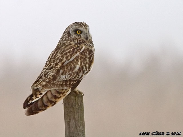 JORDUGGLA / SHORT-EARED OWL (Asio flammeus)