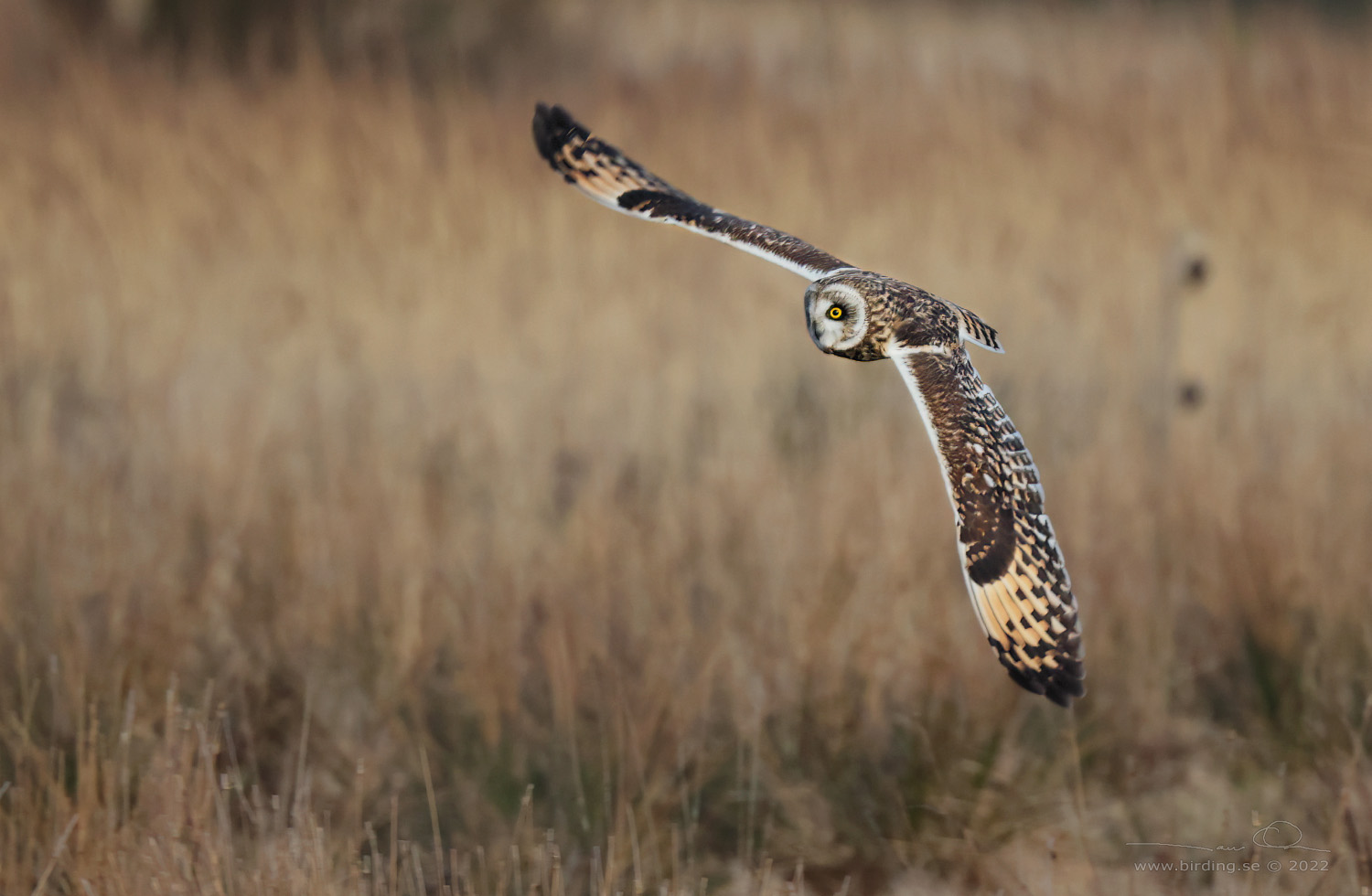 JORDUGGLA / SHORT-EARED OWL (Asio flammeus) - Stng / Close