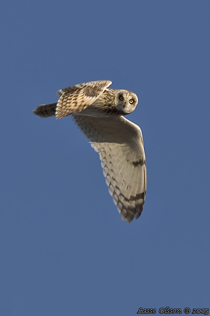 JORDUGGLA / SHORT-EARED OWL (Asio flammeus)