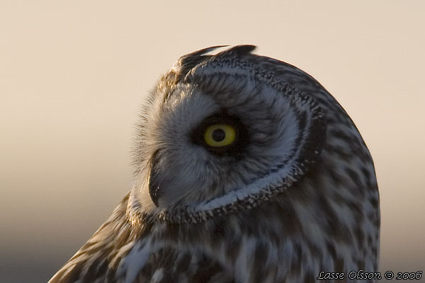 JORDUGGLA / SHORT-EARED OWL (Asio flammeus)