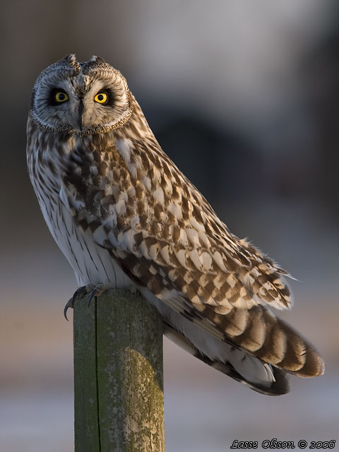 JORDUGGLA / SHORT-EARED OWL (Asio flammeus)