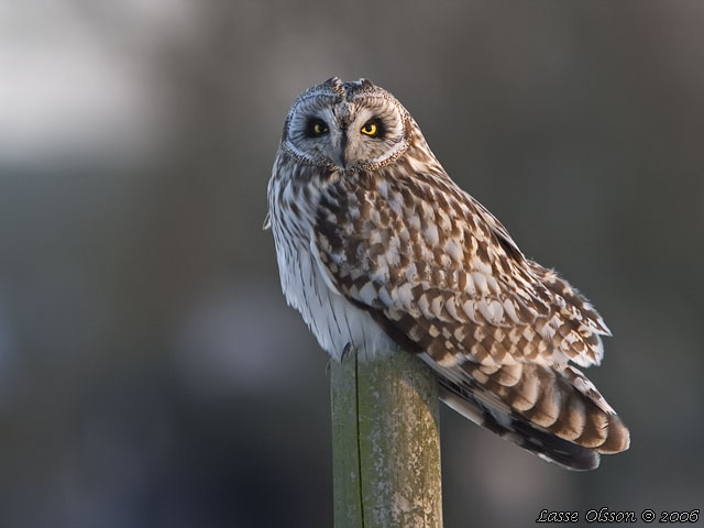 JORDUGGLA / SHORT-EARED OWL (Asio flammeus)