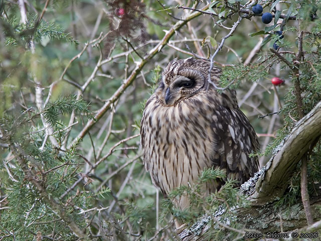 JORDUGGLA / SHORT-EARED OWL (Asio flammeus) - stor bild / full size