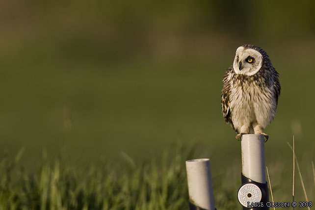 JORDUGGLA / SHORT-EARED OWL (Asio flammeus) - stor bild / full size