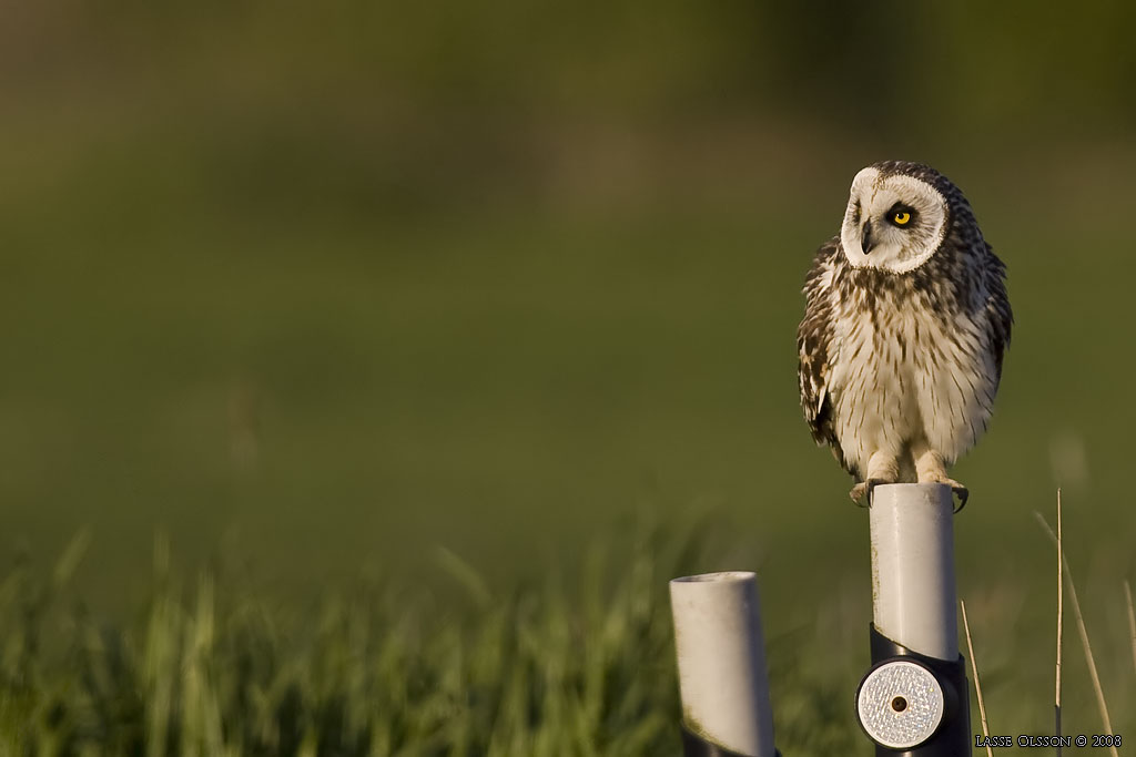 JORDUGGLA / SHORT-EARED OWL (Asio flammeus) - Stng / Close