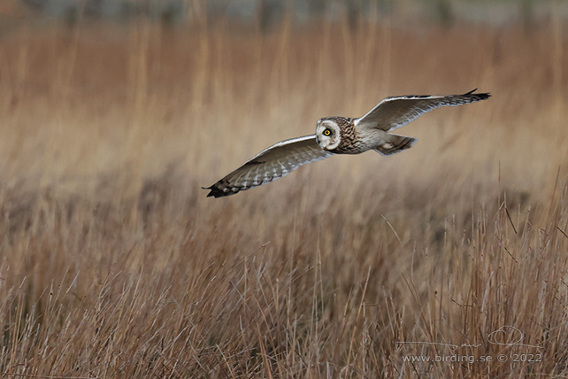 JORDUGGLA / SHORT-EARED OWL (Asio flammeus) - stor bild / full size