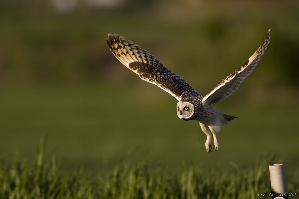 JORDUGGLA / SHORT-EARED OWL (Asio flammeus) - Stng / Close