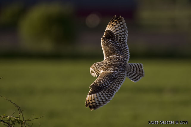 JORDUGGLA / SHORT-EARED OWL (Asio flammeus) - stor bild / full size